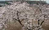 校庭の桜が満開です